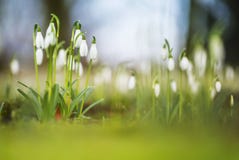Sneeuwklokje, Gemeenschappelijk Sneeuwklokje, Galanthus-nivalis stock foto's Sneeuwklokje, Gemeenschappelijk Sneeuwklokje, Galanthus-nivalis stock foto's