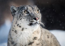 Sneeuwluipaard het Letten op Sneeuwdaling royalty-vrije stock afbeelding Sneeuwluipaard het Letten op Sneeuwdaling royalty-vrije stock afbeelding