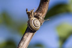 Snigel och myra stor snail Liten myra S?ml?s modell f?r h?st himmelbakgrundsvinranka Snigeln sover Snigel p? vinrankan royaltyfri bild Snigel och myra stor snail Liten myra S?ml?s modell f?r h?st himmelbakgrundsvinranka Snigeln sover Snigel p? vinrankan royaltyfri bild