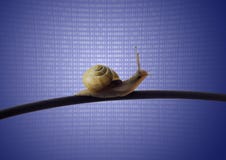 Snigel på Ethernetkabel royaltyfria bilder Snigel på Ethernetkabel royaltyfria bilder
