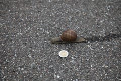 Snigel på jordningen med 1 euromynt arkivfoton Snigel på jordningen med 1 euromynt arkivfoton