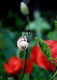 Snigel på seedpodvallmoblomman arkivfoton Snigel på seedpodvallmoblomman arkivfoton