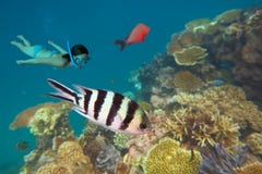 Snorkla i den stora barriärrevet Queensland Australien arkivbild Snorkla i den stora barriärrevet Queensland Australien arkivbild