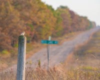 Snow bunting arriving for the winter on a wooden pole with country gravel road in rural Wisconsin with fall color autumn trees - y royalty free stock image Snow bunting arriving for the winter on a wooden pole with country gravel road in rural Wisconsin with fall color autumn trees - y royalty free stock image