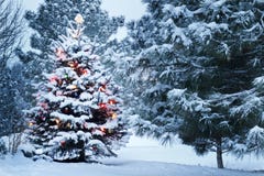 Snow Covered Christmas Tree stands out brightly in stock photos Snow Covered Christmas Tree stands out brightly in stock photos
