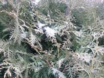 Snow-covered takken van thuja stock fotografie Snow-covered takken van thuja stock fotografie