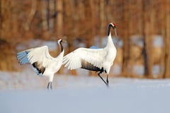 Snow dance in nature. Wildlife scene from snowy nature. Cold winter. Snowy. Snowfall two Red-crowned crane in snow meadow, with royalty free stock image Snow dance in nature. Wildlife scene from snowy nature. Cold winter. Snowy. Snowfall two Red-crowned crane in snow meadow, with royalty free stock image