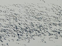 Snow Geese Stock Images