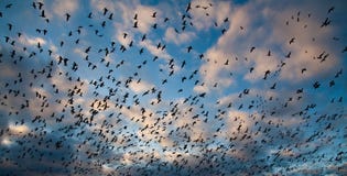 Snow Geese Royalty Free Stock Photo Snow Geese Royalty Free Stock Photo