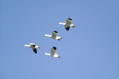Snow Geese Fly In Formation Over The Bosque Del Apache National Wildlife Refuge, Near San Antonio And Socorro, New Mexico Royalty Free Stock Photo Snow Geese Fly In Formation Over The Bosque Del Apache National Wildlife Refuge, Near San Antonio And Socorro, New Mexico Royalty Free Stock Photo