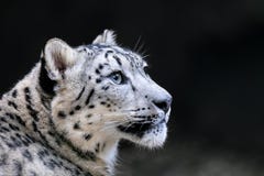 Snow Leopard, Irbis Uncia Uncia Royalty Free Stock Photos