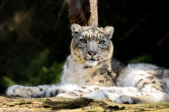 Snow Leopard, Irbis Uncia Uncia Stock Photo