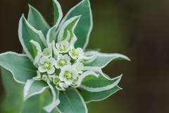 Snow on the mountain wildflower royalty free stock photo Snow on the mountain wildflower royalty free stock photo