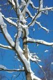 Snow On Branches Stock Photography