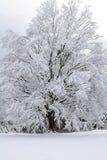 Snow Scene Snow Scene