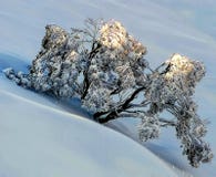 Snow Tree. This is a small to medium sized evergreen tree with attractive whitish-grey patterned bark which peels away in long narrow strips. It has slender Stock Photo Snow Tree. This is a small to medium sized evergreen tree with attractive whitish-grey patterned bark which peels away in long narrow strips. It has slender Stock Photo