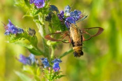 Snowberry Clearwing Moth - Hemaris diffinis Stock Photography Snowberry Clearwing Moth - Hemaris diffinis Stock Photography