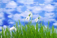 Snowdrop stock image