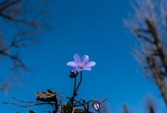 Snowdrop contra o céu azul Fundo bonito da mola fotografia de stock Snowdrop contra o céu azul Fundo bonito da mola fotografia de stock