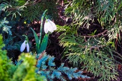 Snowdrop floresceu na floresta imagens de stock royalty free Snowdrop floresceu na floresta imagens de stock royalty free