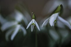 Snowdrop na mola com extremamente o Bokeh foto de stock royalty free Snowdrop na mola com extremamente o Bokeh foto de stock royalty free