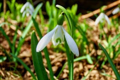 Snowdrops de la primavera, el mensajero modesto de la primavera fotos de archivo libres de regalías Snowdrops de la primavera, el mensajero modesto de la primavera fotos de archivo libres de regalías