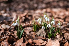 Snowdrops ενάντια στο παλαιό δάσος φύλλων την άνοιξη στοκ εικόνα με δικαίωμα ελεύθερης χρήσης Snowdrops ενάντια στο παλαιό δάσος φύλλων την άνοιξη στοκ εικόνα με δικαίωμα ελεύθερης χρήσης