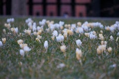 Snowdrops στη χλόη στοκ φωτογραφία με δικαίωμα ελεύθερης χρήσης Snowdrops στη χλόη στοκ φωτογραφία με δικαίωμα ελεύθερης χρήσης