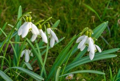 Snowdrops, τα πρώτα λουλούδια άνοιξη στο λιβάδι στοκ φωτογραφία με δικαίωμα ελεύθερης χρήσης Snowdrops, τα πρώτα λουλούδια άνοιξη στο λιβάδι στοκ φωτογραφία με δικαίωμα ελεύθερης χρήσης