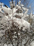 After snowfall royalty free stock image After snowfall royalty free stock image