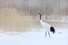 Snowfall Red-crowned crane in snow meadow, with snow storm, Hokkaido, Japan. Bird in fly, winter scene with snowflakes. Snow dance royalty free stock image Snowfall Red-crowned crane in snow meadow, with snow storm, Hokkaido, Japan. Bird in fly, winter scene with snowflakes. Snow dance royalty free stock image