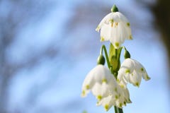 Snowflake λουλούδι στο άνθος στοκ εικόνες Snowflake λουλούδι στο άνθος στοκ εικόνες