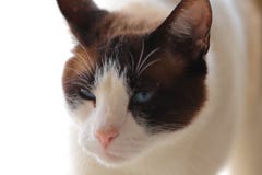 Snowshoe Burmese Cat royalty free stock photo Snowshoe Burmese Cat royalty free stock photo