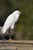 Snowy Egret Stock Images