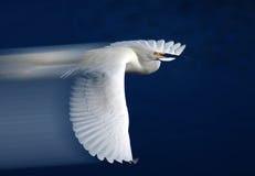 Snowy Egret In Flight Royalty Free Stock Photo