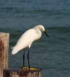 Snowy Egret In South Florida Stock Photo