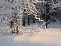 Snowy Forest Stock Photos