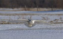 A Snowy owl Bubo scandiacus hunting over a snow covered field in Canada Stock Images A Snowy owl Bubo scandiacus hunting over a snow covered field in Canada Stock Images