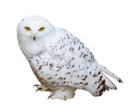 Snowy Owl, isolated over white b