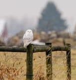 Snowy Owl on an old fence post