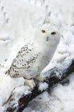 Snowy Owl in Snow