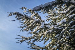 Snowy Pine Tree Branches In A Garden, Blue Sky Background. Stock ...