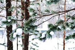 Snowy winter in lapland finland, snow coveres all thetrees and branches stock images Snowy winter in lapland finland, snow coveres all thetrees and branches stock images