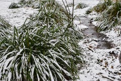 Snö-täckte tofsar av gräs och den lilla strömmen i is i stad parkerar i dimmig morgon royaltyfri bild Snö-täckte tofsar av gräs och den lilla strömmen i is i stad parkerar i dimmig morgon royaltyfri bild