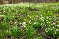 Snöflingablommablom i skog royaltyfri foto Snöflingablommablom i skog royaltyfri foto