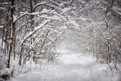Snöig vinterbana i skog Arkivbild Snöig vinterbana i skog Arkivbild