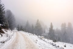 Snöig väg till och med dimmig prydlig skog royaltyfri bild Snöig väg till och med dimmig prydlig skog royaltyfri bild