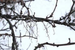 Snöig växt i vintertid arkivbilder Snöig växt i vintertid arkivbilder