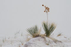 Soaptree Yucca desert vegetation in White Sands National Monument royalty free stock photography Soaptree Yucca desert vegetation in White Sands National Monument royalty free stock photography