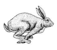 Soaring Hare Wild Forest Animal Jumping Up. Gray Rabbit. Vintage Style. Engraved Hand Drawn Sketch. Stock Photo